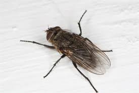 Closeup klyngeflue – nærbillede til identifikation