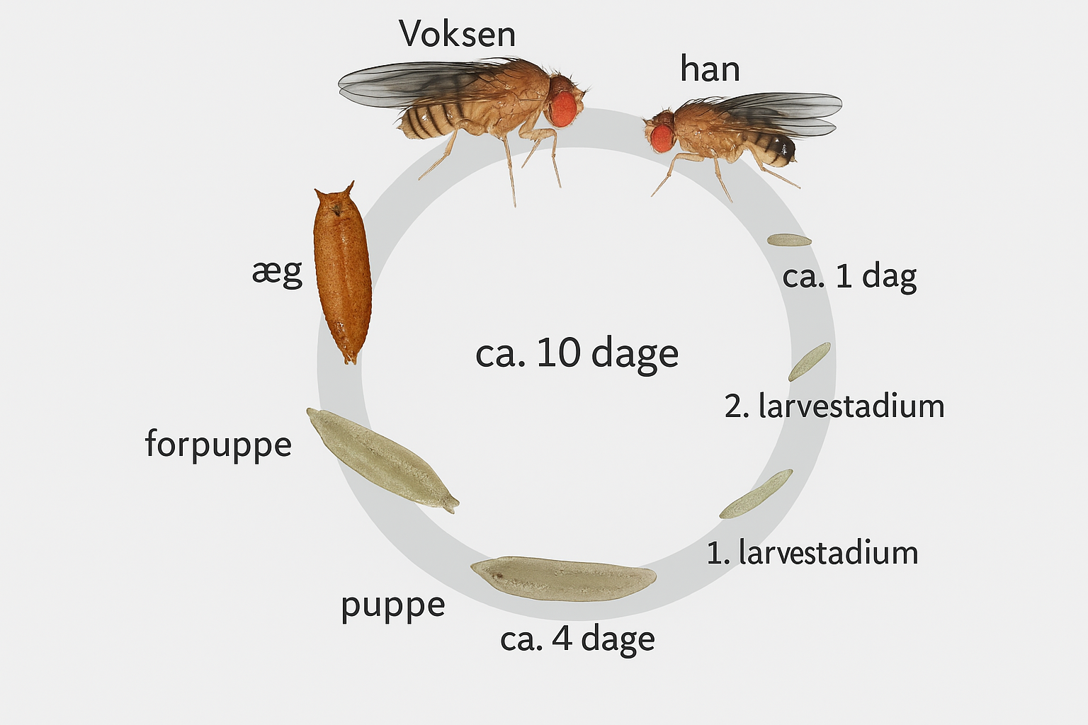 Livscyklus for bananflue – æg, larve, puppe, voksen