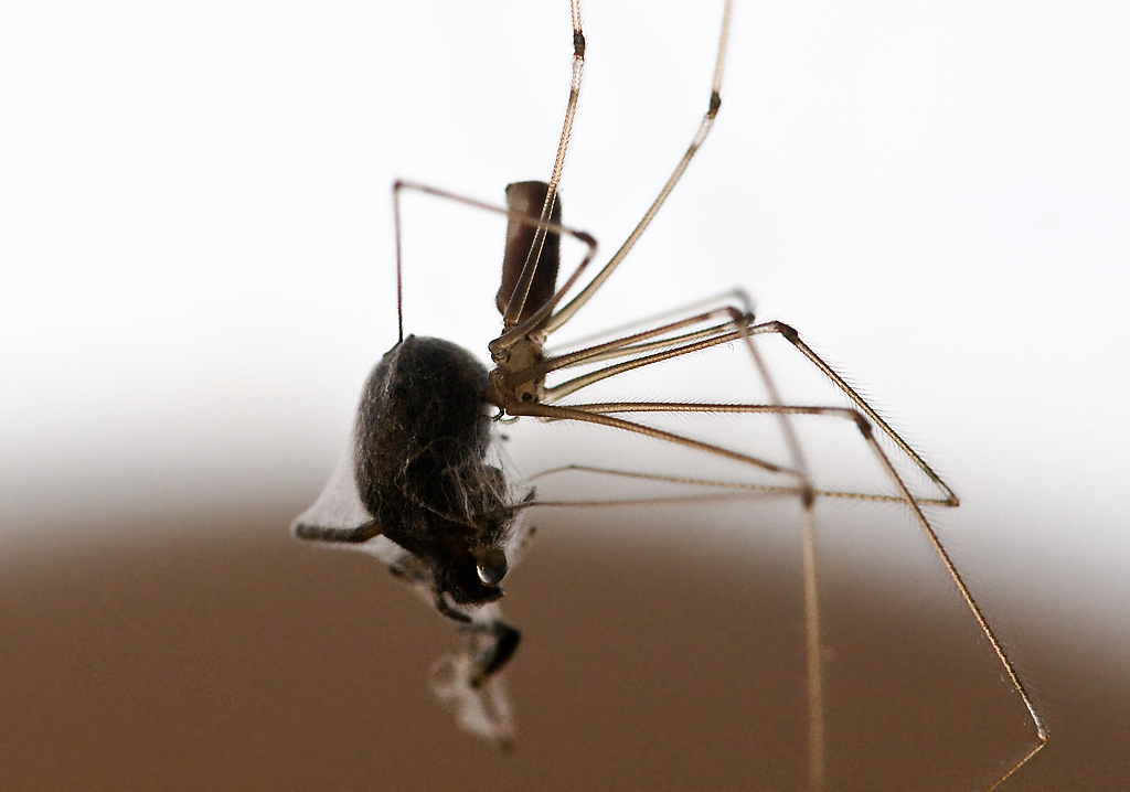 Mejer (høst-edderkop) – langbenet, én rund kropsdel, uden spind