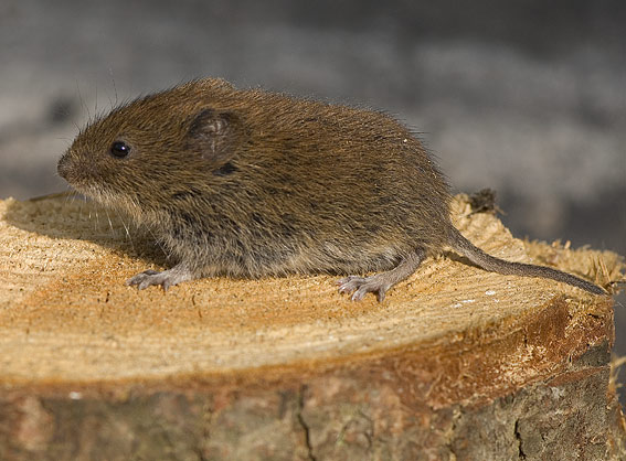 Markmus – tydelig kort, behåret hale