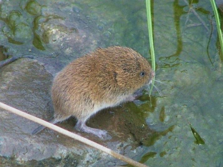 Mus med kort hale – markmus i græskant