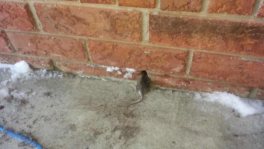 Mus i væggen – typisk tegn i sommerhus