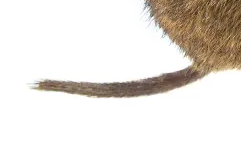 Mosegrishale – kort og meget behåret