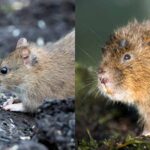 Mosegris eller rotte? – Sådan ser du forskel