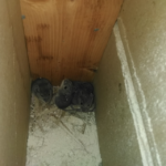 Mus i væggen sommerhus