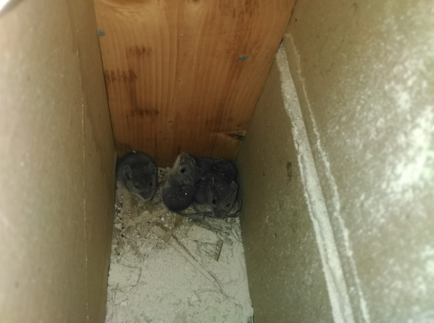 Skitse: mus i væggen og fælder inden døre