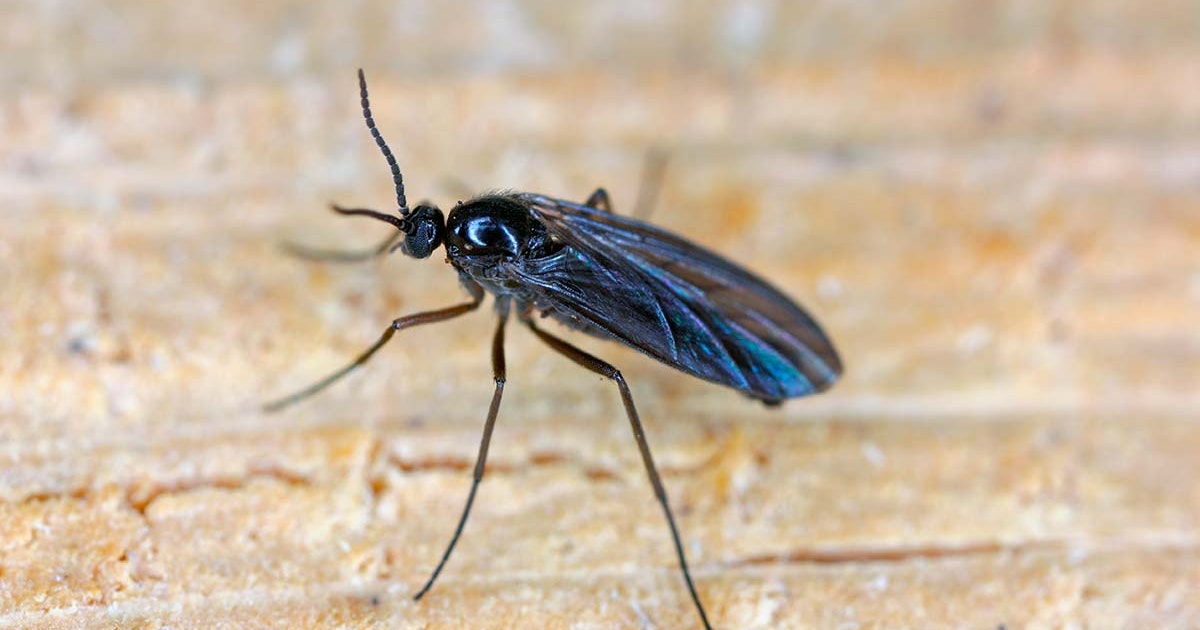 Sørgemyg ved potteplanter