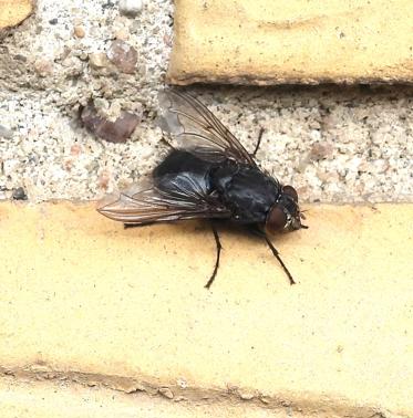 Spyflue ved affald/dødt organisk materiale