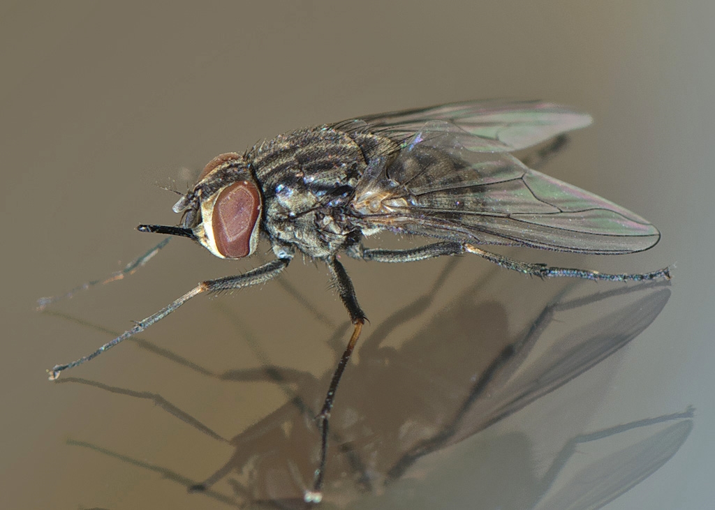 Stikflue (staldflue) – ligner husflue men bider