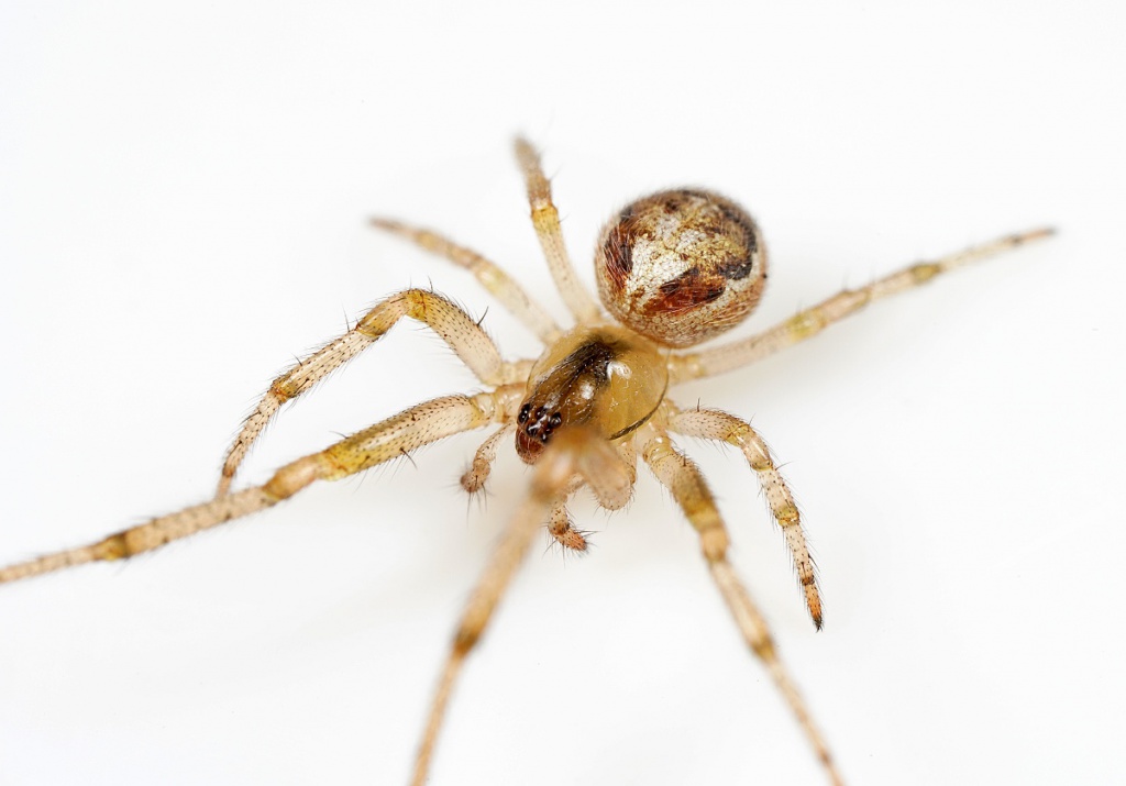 Almindelig hjulspinder – Zygiella x-notata