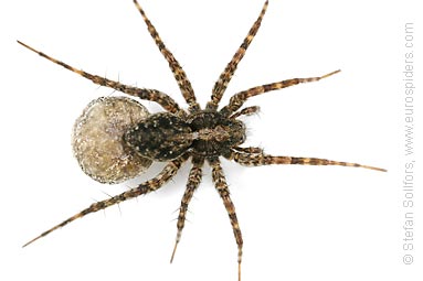 Almindelig jagtedderkop – Pardosa amentata