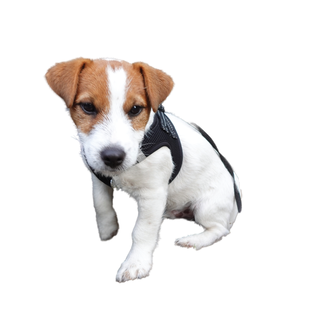 Buster – rottehund, under 6 måneder, stadig i lære