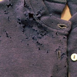 Tæppebille/klanner – typisk årsag til huller i uld