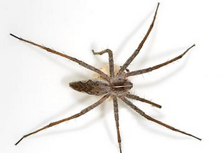 Græs-edderkop – Pisaura mirabilis