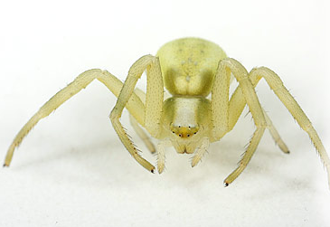 Grøn krabbeedderkop – Misumena vatia