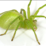 Alle edderkopper i Danmark