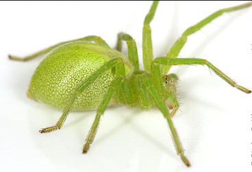 Grøn løbeedderkop – Micrommata virescens