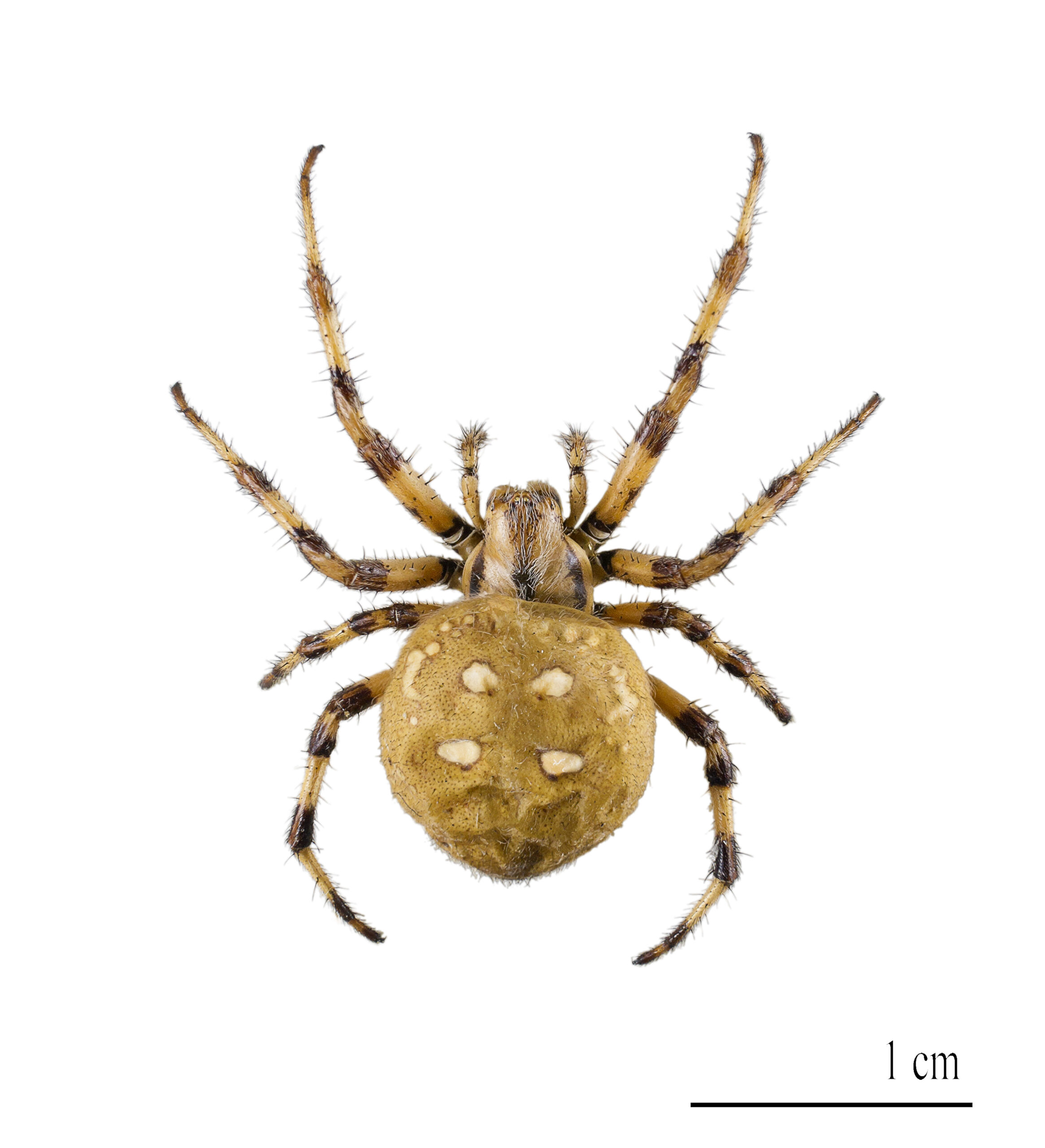 Have-edderkop – Araneus quadratus