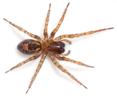 Kloakedderkop – Amaurobius fenestralis