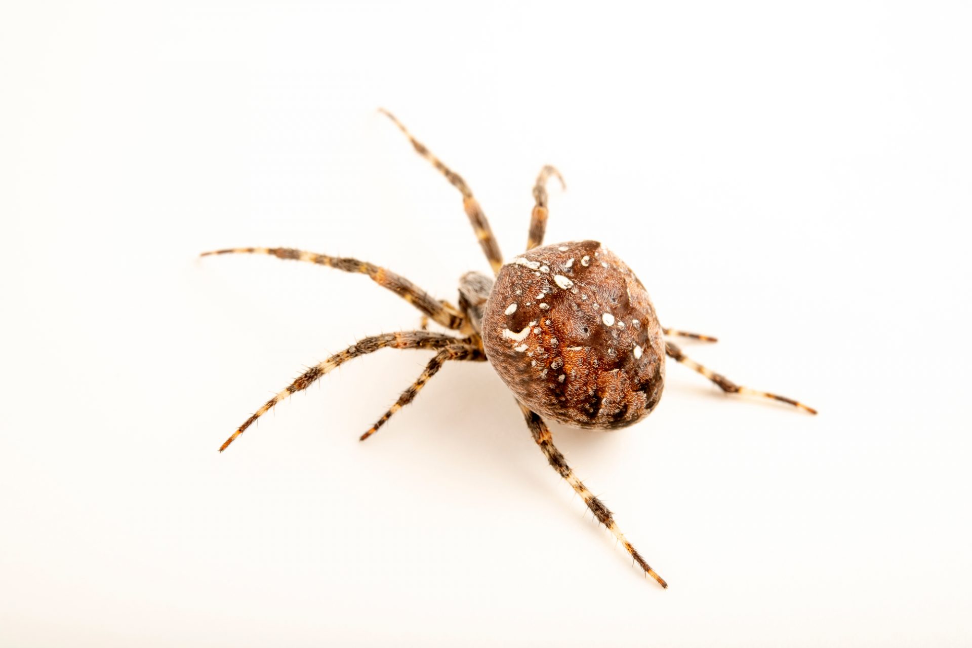 Korsedderkop – Araneus diadematus