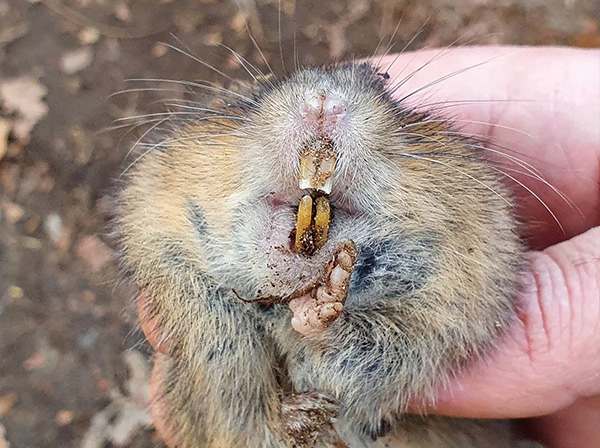 Mosegris i vegetationen – buttet snude, små ører og kort hale