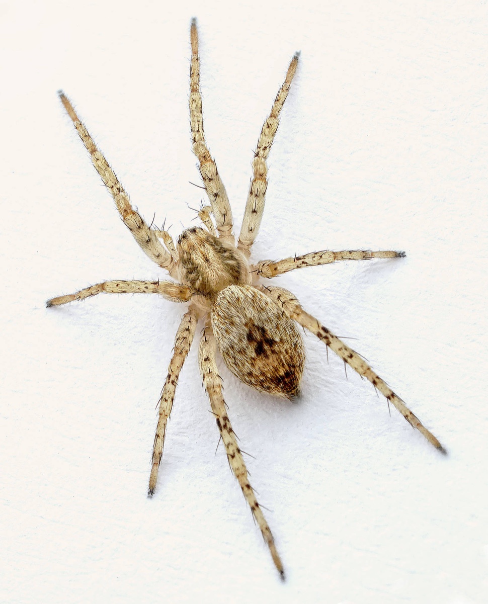 Lille skov-edderkop – Anyphaena accentuata