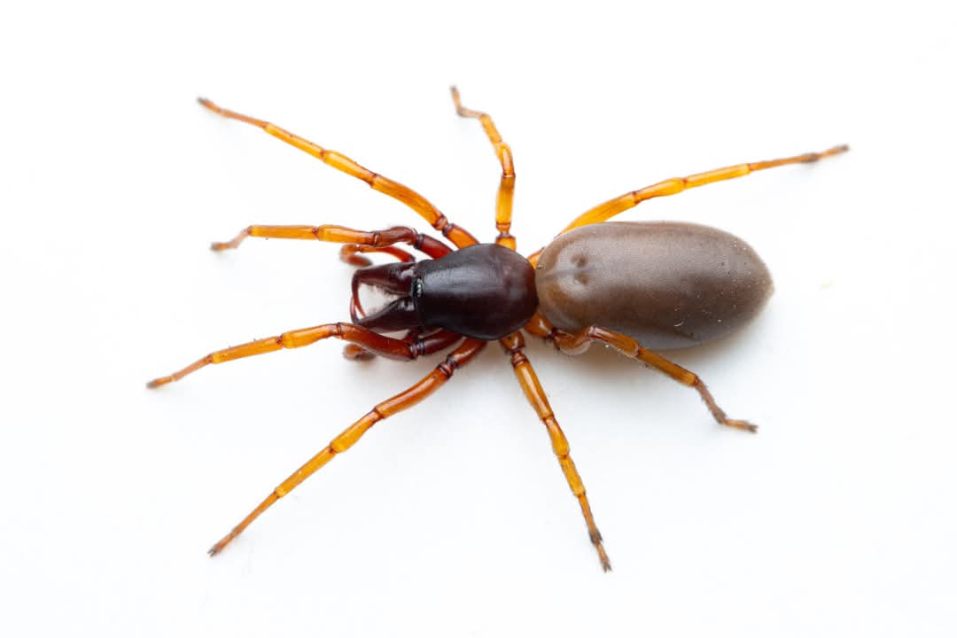 Røde samtedderkopper – Dysderidae