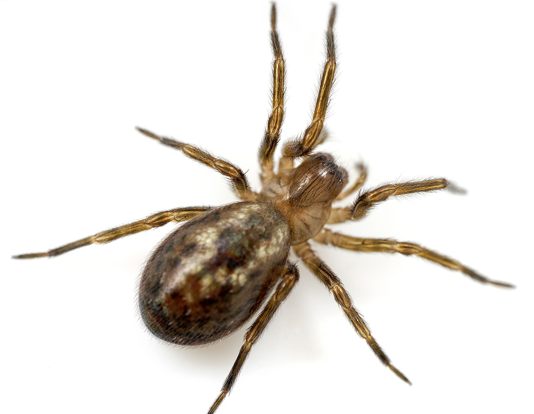 Rørvæg-edderkop – Amaurobius similis