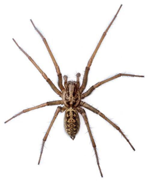 Stor husedderkop – Eratigena atrica