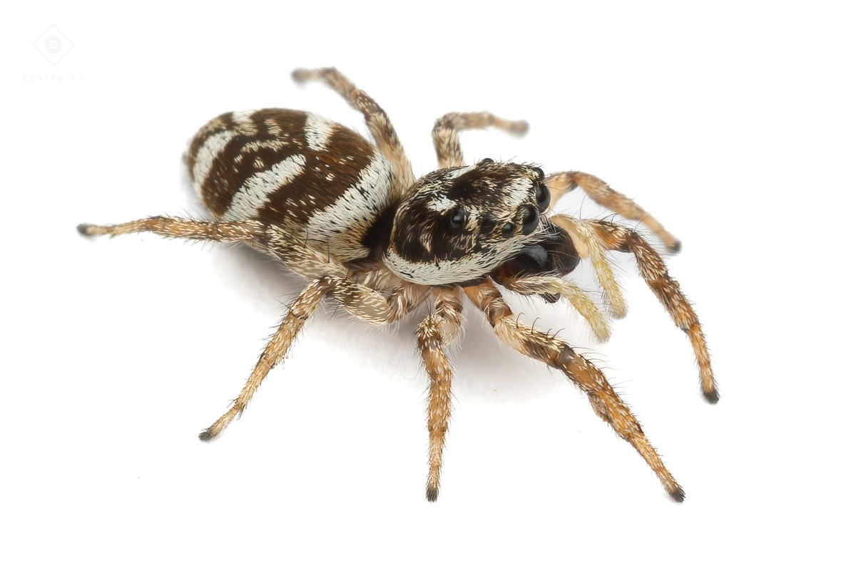 Zebraedderkop – Salticus scenicus