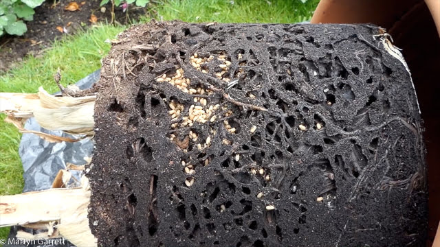 Myrer i plantekrukke – rødder tørrer ud når tuen ligger i potten