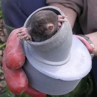 Har muldvarpen øjne? Ja – små øjne skjult i pelsen med begrænset syn