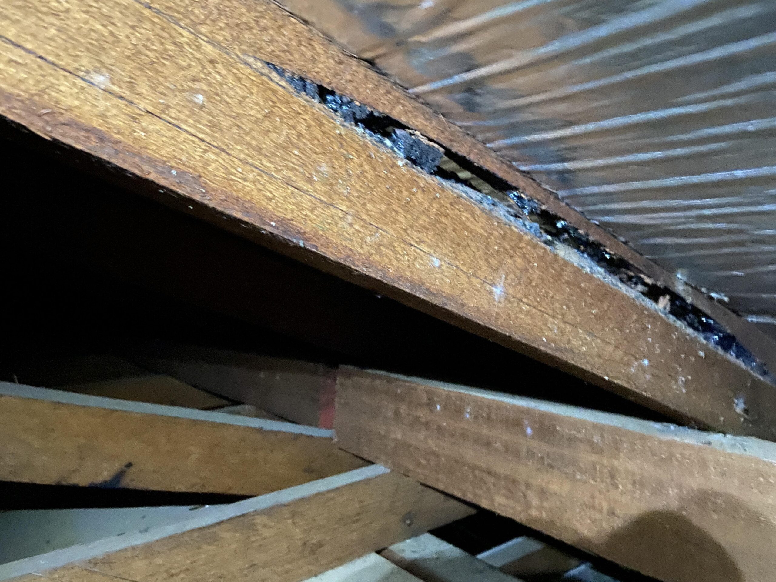 Borebille-tegn i spær – huller og lyst boremel i tagkonstruktion