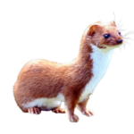 Alle mårdyr i Danmark