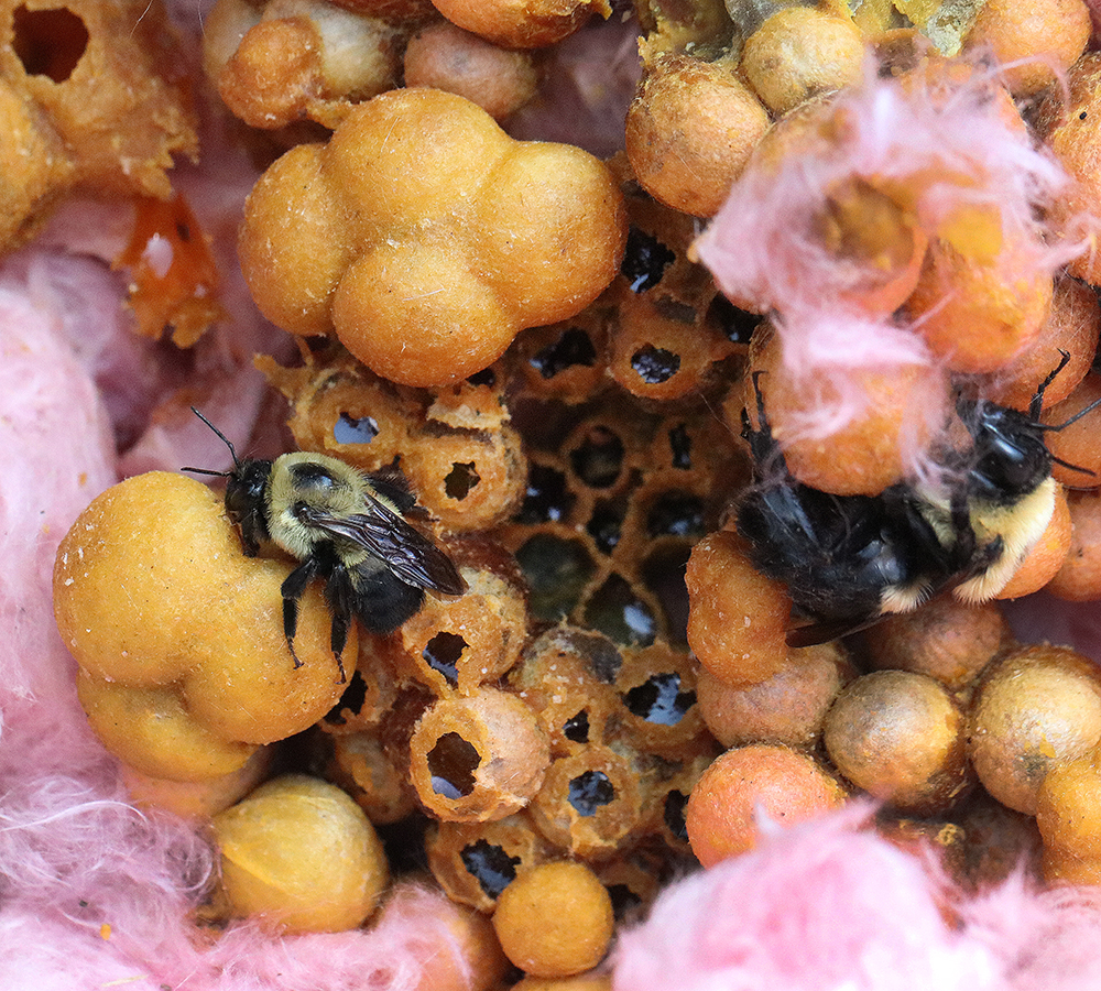 Indgang til brumbassebo i jord og plantemateriale