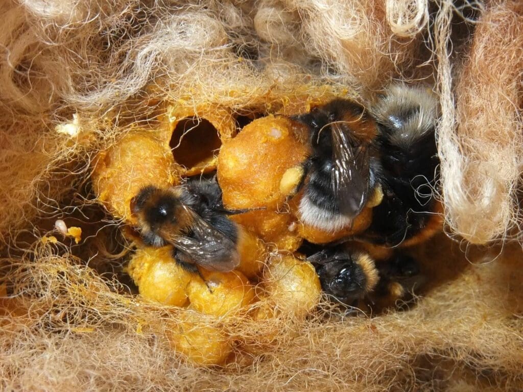 Brumbasse bo med æg og voksrum – indre af boet