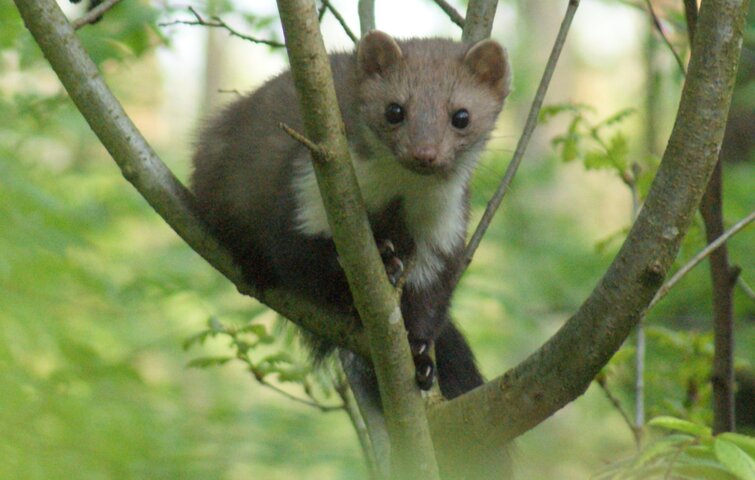 Husmår forfra – hvid halsplet og lyse næsepartier