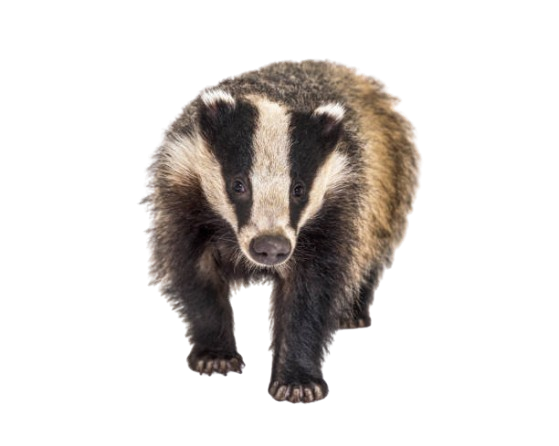 Grævling - Meles meles