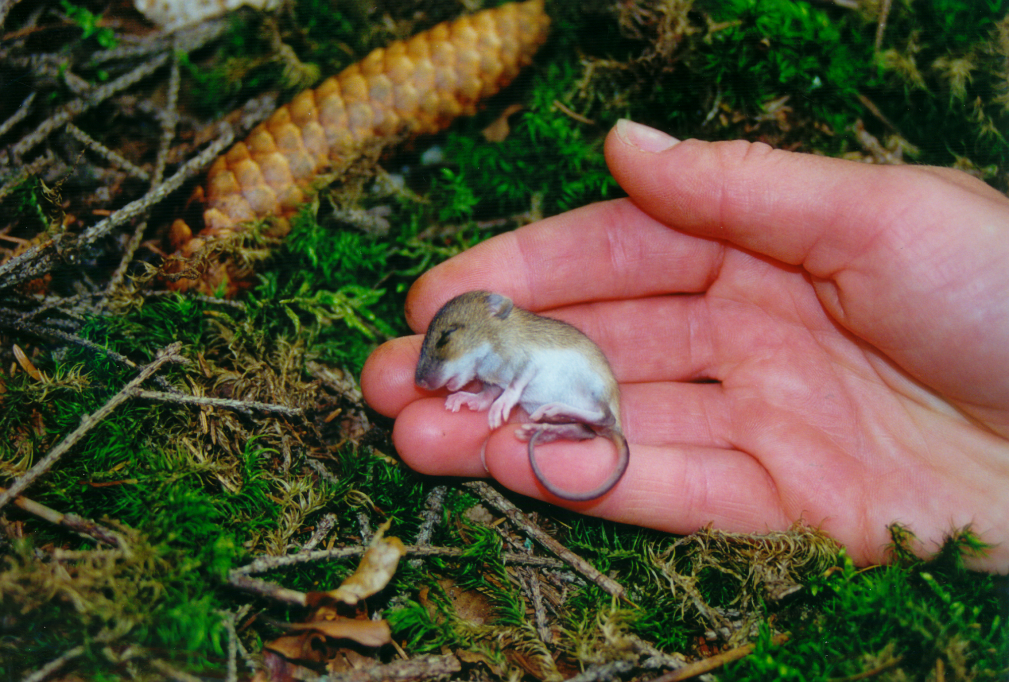 Museunger – halsbåndsmus unge i rede (mus med unger)