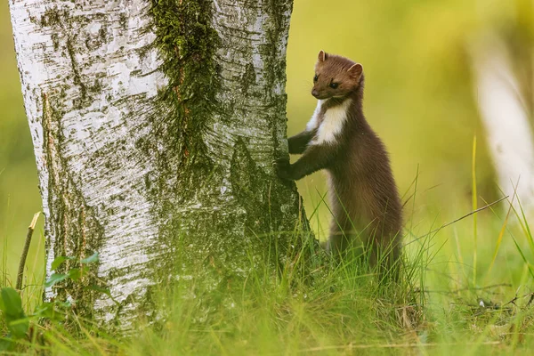Husmår i skoven – slank krop, hvid plet