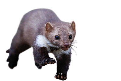 Husmår - Martes foina