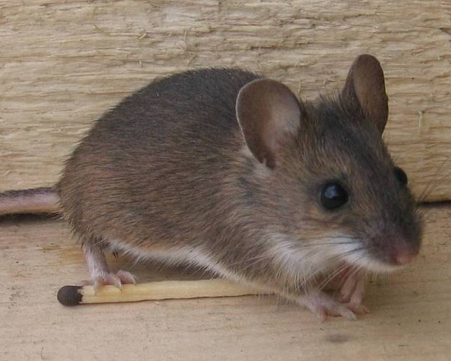 Husmus – indendørs mus, gråbrun og mindre øjne