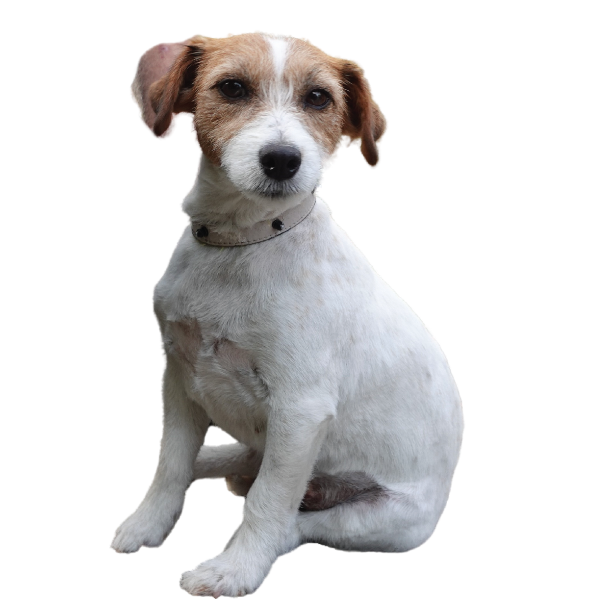 Ida – rottehund, 2,5 år