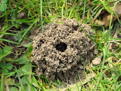 Jordbi-hul i jord med lille jordkrans ved åbningen