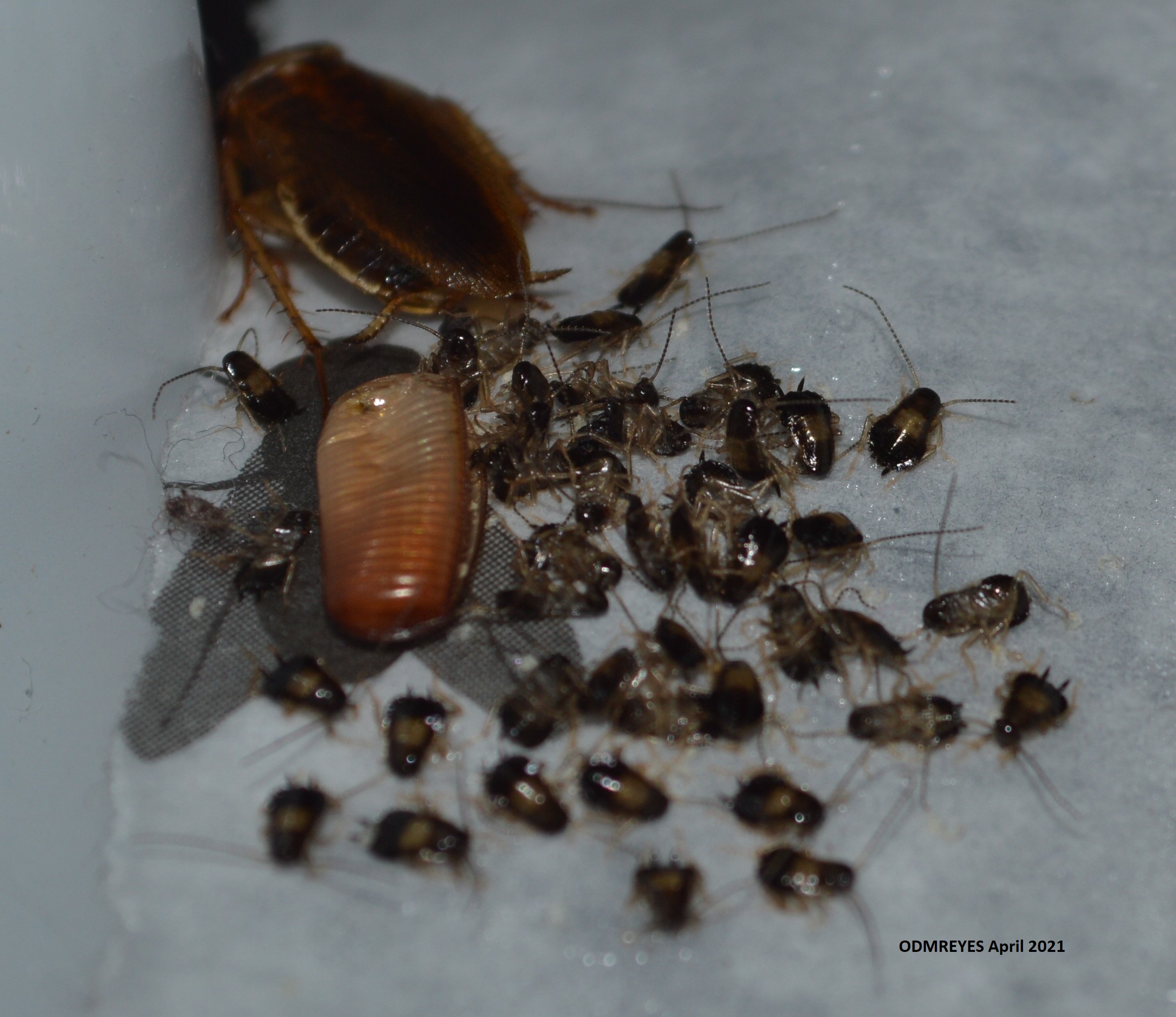 Kakerlak æg – ootheca med nymfer på vej ud