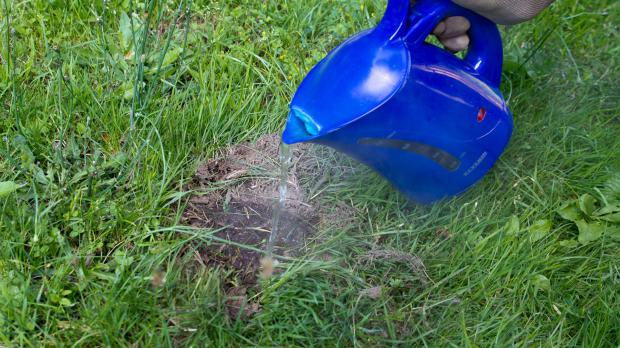 Kogende vand hældt på myretue – hvad sker der?