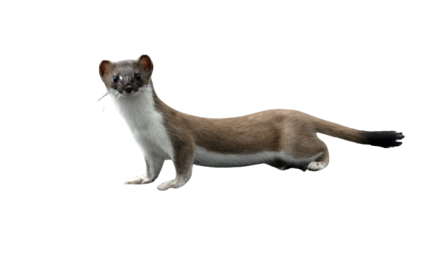 Lækat - hermelin (Mustela erminea)