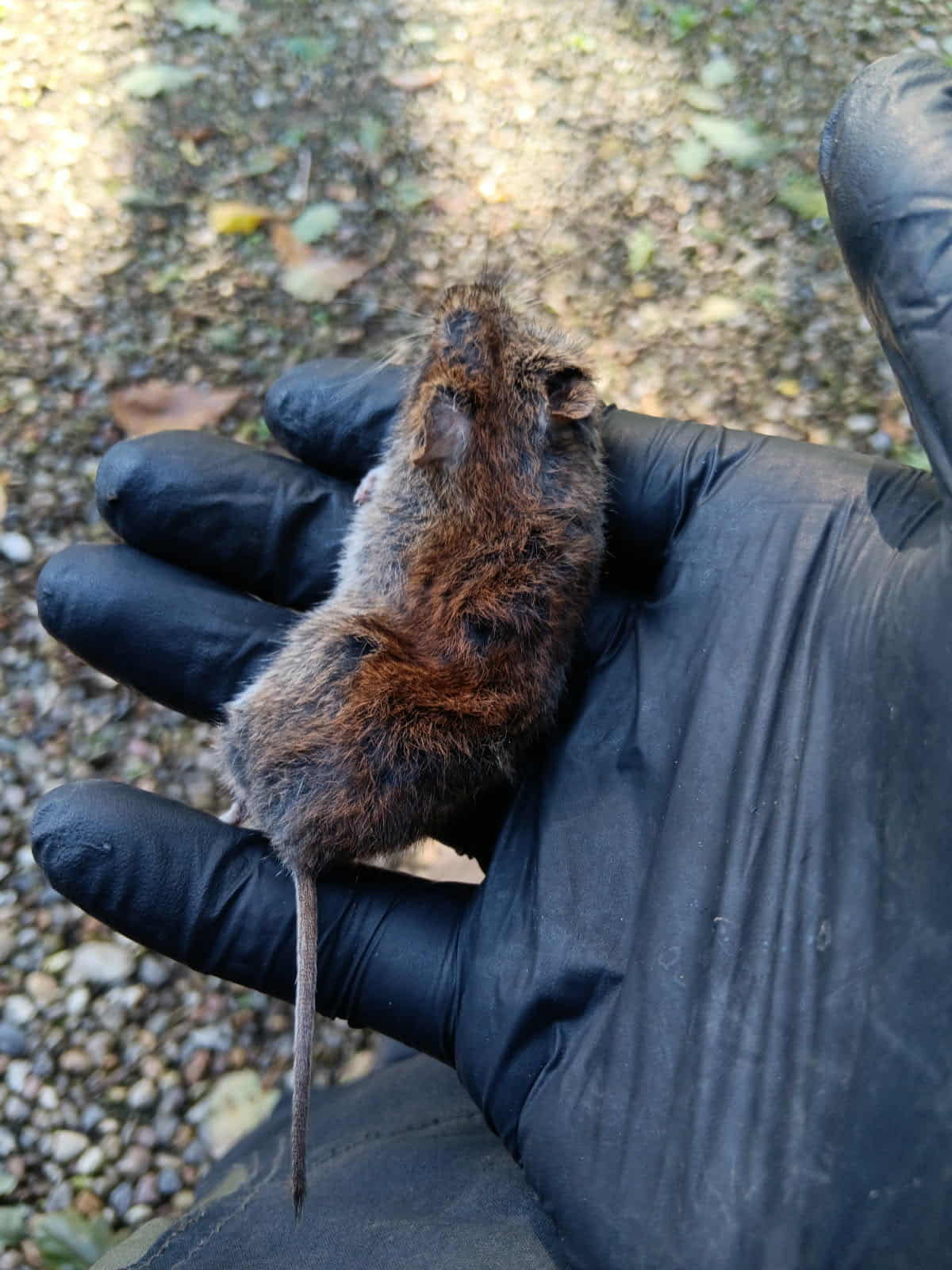 Mosegris unge fundet død – på maven