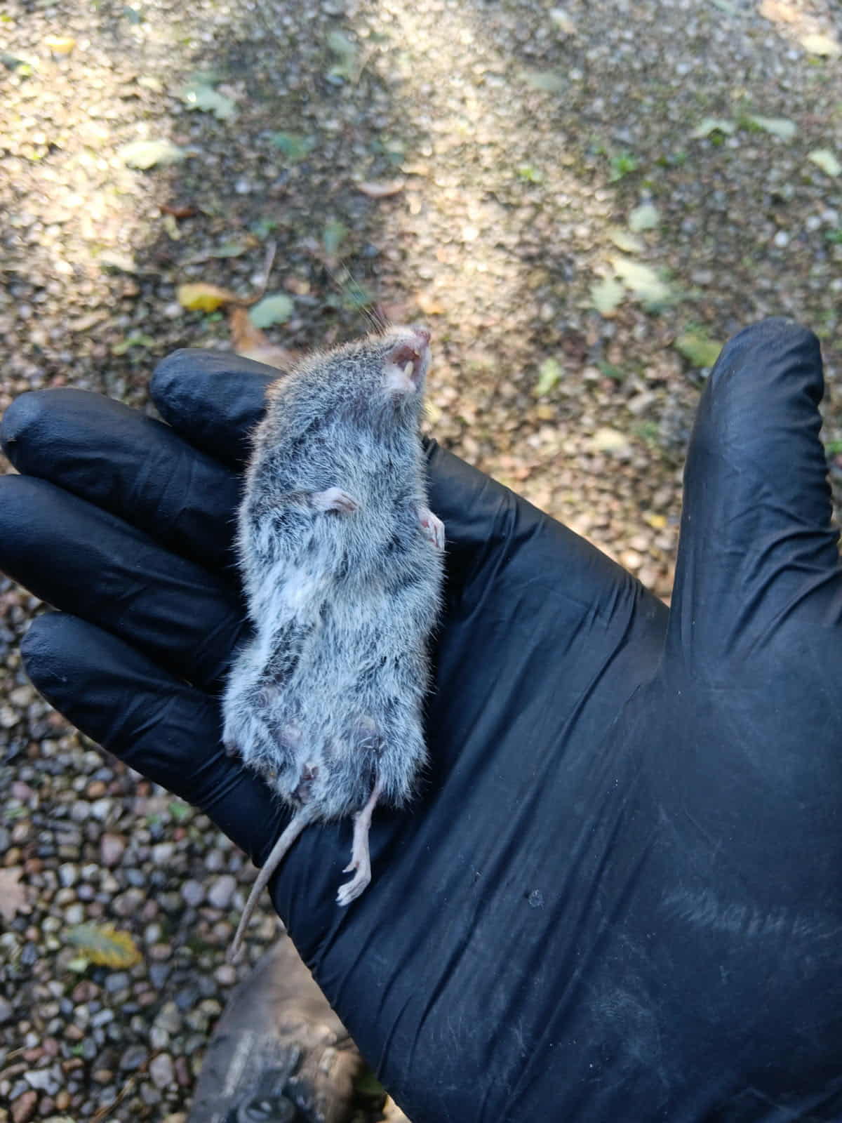 Mosegris unge fundet død – på ryggen