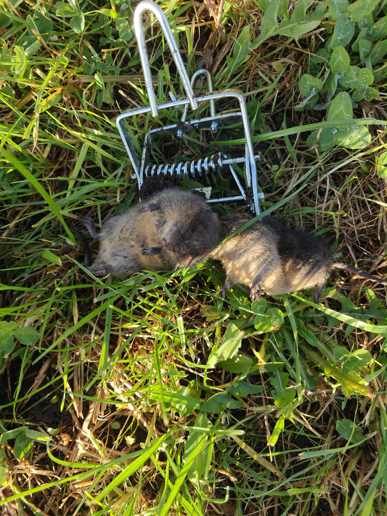 Mosegris unger i fælder – humane valg og korrekt håndtering